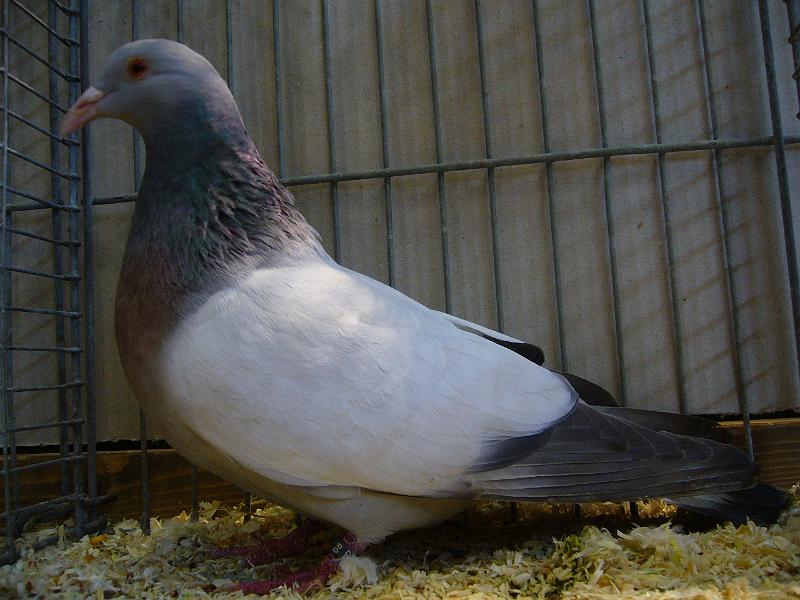 Ortsschau Langenberg 2008 168.jpg - Coburger Lerche blau ohne Binden von Heinrich Döinghaus Preis V97 LVE